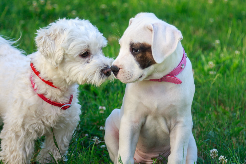 2 dogs sniffing noses