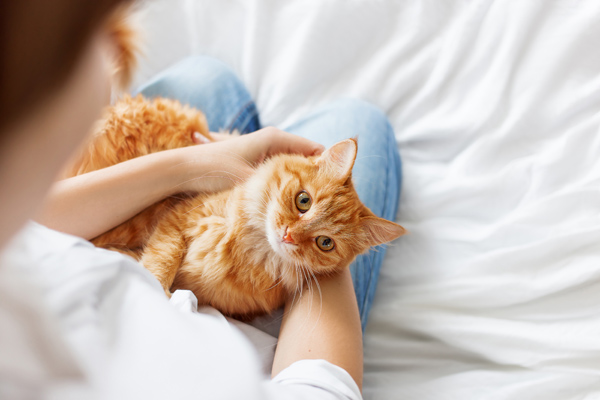 Person holding yellow cat