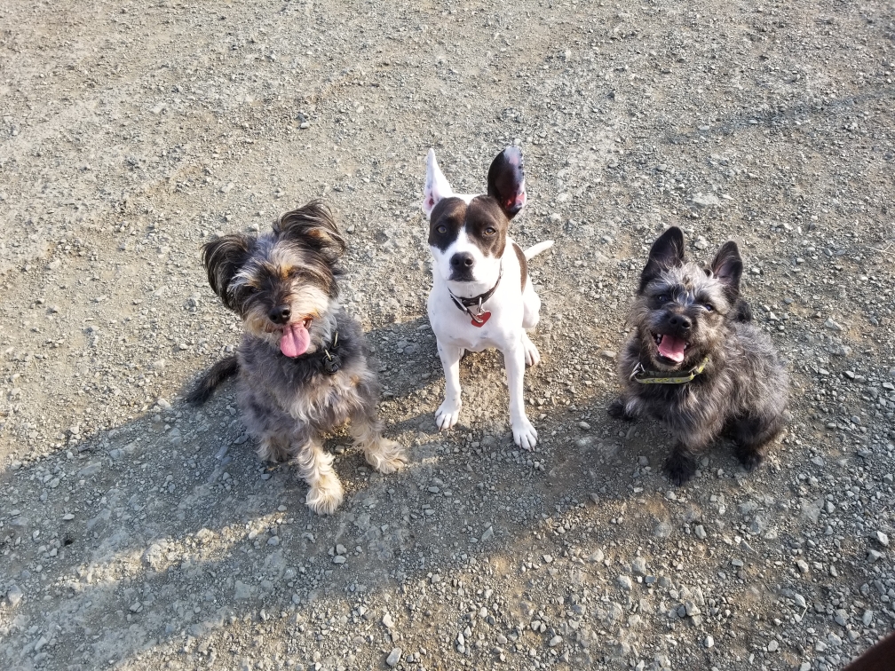 Three Dogs